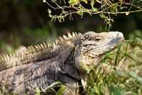 Iguanas (Lizard), Cayman Islands, Caribbean Fine Art Print
