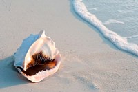 Conch Shell At Sunset, St Martin, Caribbean Fine Art Print
