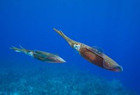 Cayman Islands, Caribbean Reef Squid, Marine Life Fine Art Print