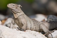 Cayman Islands, Caymans iguana, Lizard, rocky beach Fine Art Print