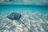 Cayman Islands, Southern Stingray in Caribbean Sea Fine Art Print