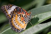 Lacewing Butterfly at the Butterfly Farm, St Martin, Caribbean Fine Art Print