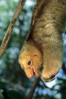 Close up of Silky Pygmy Anteater wildlife, Mangrove, Trinidad Fine Art Print