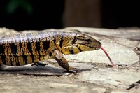 Golden Tegu Lizard, Asa Wright Wildlife Sanctuary, Trinidad, Caribbean Fine Art Print