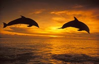 Silhoutte of Bottlenose Dolphins, Caribbean Fine Art Print