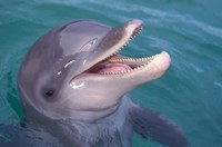 Bottlenose Dolphin, Caribbean Fine Art Print