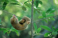 Silky Anteater wildlife, West Indies, Trinidad Fine Art Print
