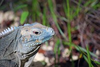 Iguana lizard, Queen Elizabeth II Park, Grand Cayman Fine Art Print