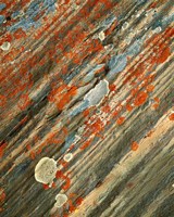 Lichens on stone, Banff NP, Alberta, Canada Fine Art Print