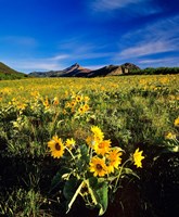 Balsamroot along the Rocky Mountain Front, Waterton Lakes National Park, Alberta, Canada Fine Art Print