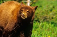 Juvenile black bear, Waterton Lakes NP, Alberta, Canada Fine Art Print