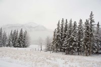 Winter Views from Train, Alberta, Canada Fine Art Print