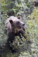 Grizzly bear in Kootenay National Park, Canada Fine Art Print