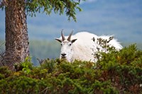 Alberta, Jasper National Park, Mountain Goat wildlife Fine Art Print