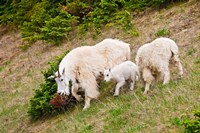 Alberta, Jasper NP, Mountain Goat wildlife Fine Art Print