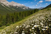 Oxeye daisy flowers, Kananaskis Range, Alberta Fine Art Print