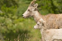 Bighorn sheep wildlife, Peter Lougheed Park, Alberta Fine Art Print