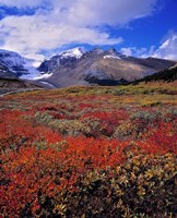 Alberta, Columbia Icefields, Huckleberry meadows Fine Art Print