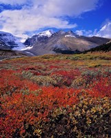 Alberta, Columbia Icefields, Huckleberry meadows by Ric Ergenbright - various sizes - $37.49
