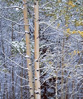 Alberta, Peter Lougheed PP Aspen trees in snow Fine Art Print