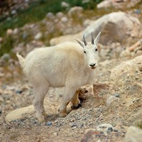 Alberta, Banff NP, Rocky Mountain goat Fine Art Print