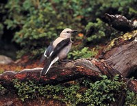 Clark's Nutcrackers bird in Banff NP, Alberta Fine Art Print