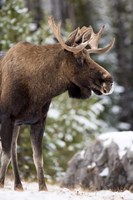 Alberta, Jasper National Park Bull Moose wildlife by Rebecca Jackrel - various sizes - $37.49