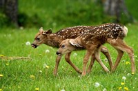 Canada, Alberta, Waterton Lakes NP, Mule deer fawns by Rebecca Jackrel - various sizes