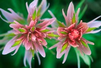 Indian Paintbrush, Banff National Park, Alberta, Canada Fine Art Print
