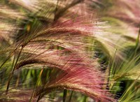 Foxtail barley, Banff NP, Alberta, Canada Fine Art Print