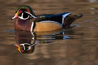 Close up of Wood duck, British Columbia, Canada Fine Art Print
