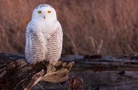 Snowy owl, British Columbia, Canada Fine Art Print
