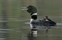 Common Loon with Chick Fine Art Print