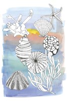 Sea Shell II by Katrien Soeffers - 8" x 12"