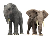 An adult Deinotherium compared to a modern adult African Elephant Fine Art Print