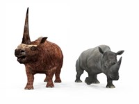 An adult Elasmotherium compared to a modern adult White Rhinoceros Fine Art Print