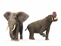 An adult Platybelodon compared to a modern adult African Elephant Fine Art Print