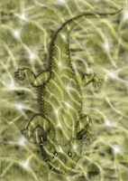Lanthanosuchus, an extinct genus of parareptile Fine Art Print