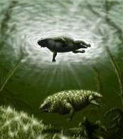 Scutosaurus karpinskii in prehistoric waters Fine Art Print
