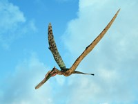 Zhenyuanopterus, a genus of pterosaur from the Cretaceous Period Fine Art Print