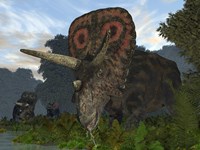 A male Torosaurus drinks from a river Fine Art Print