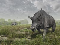 Brontotherium wander the lush late Eocene landscape Fine Art Print