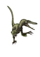 Velociraptor, white background Fine Art Print