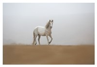 White Stallion by Sally Linden - 38" x 26"