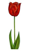 Floral Tulip Fine Art Print