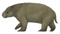 Diprotodon, the Largest know Marsupial Fine Art Print