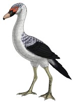 Presbyornis, an Extinct Genus of Anseriform bird Fine Art Print