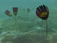 Species of the Genus Dinomischus Populate the Ocean floor 505 Million years ago Fine Art Print