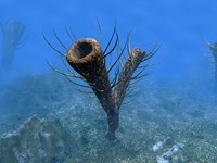 A species of Pirania, a Primitive Sponge that Populated the Ocean Floors 505 Million years ago Fine Art Print