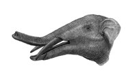 Pencil Drawing of Gomphotherium by Vladimir Nikolov - various sizes, FulcrumGallery.com brand